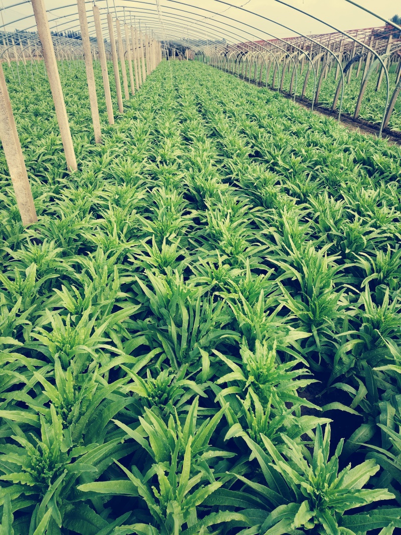 秋季莴苣上市山东三青皮莴苣山东莴苣产地直发价格实惠量大