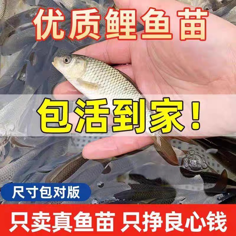 鲤鱼鱼苗大型养殖场养殖业对接云贵川陕西湖南湖北