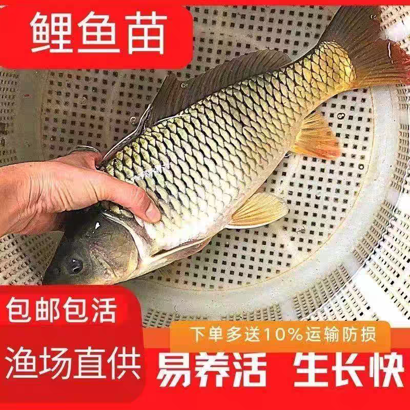 鲤鱼鱼苗大型养殖场养殖业对接云贵川陕西湖南湖北