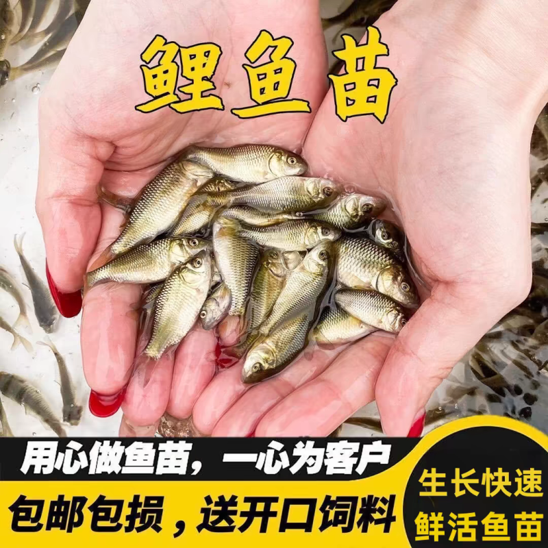 鲤鱼鱼苗大型养殖场养殖业对接云贵川陕西湖南湖北