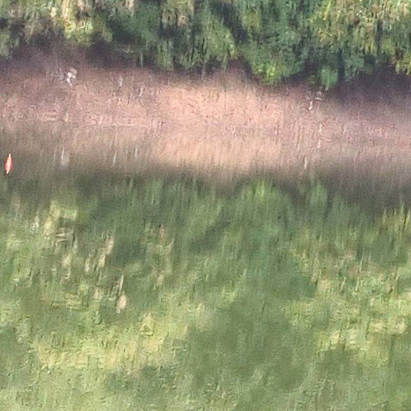 构树