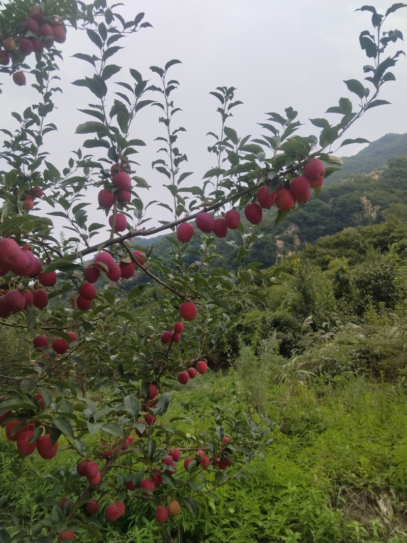 鸡心果现货