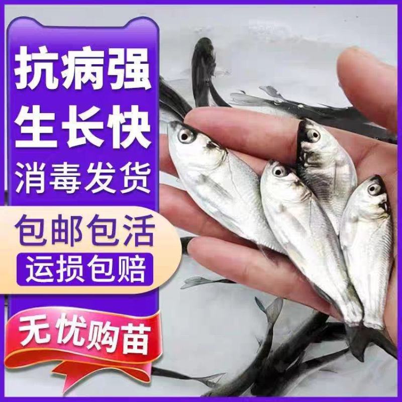 花鲢鱼苗大型养殖场养殖业对接云贵川陕西湖南湖北