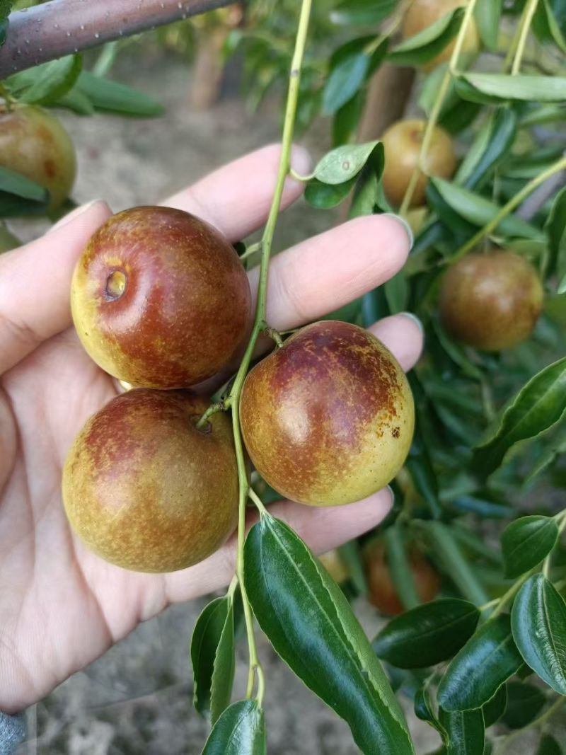 我村现在大量优质冬枣上市