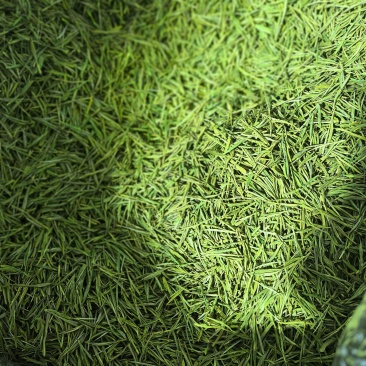 自己家种的，白茶，黄金芽，赢家红茶，（一件一箱，30斤）