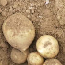 精品土豆货源充足量大从优产地供应一手货源欢迎咨询