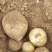 精品土豆货源充足量大从优产地供应一手货源欢迎咨询