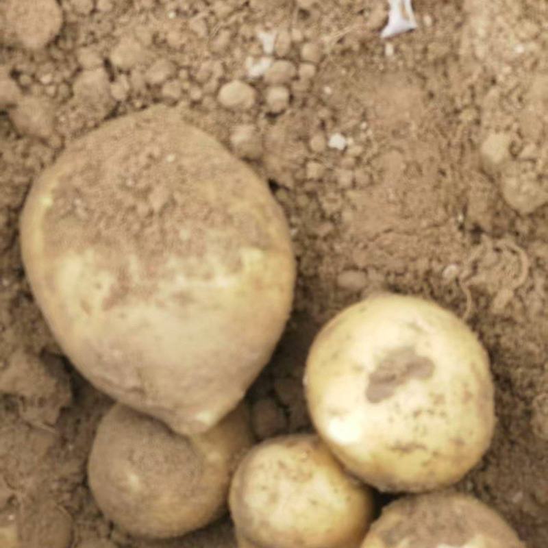 精品土豆货源充足量大从优产地供应一手货源欢迎咨询