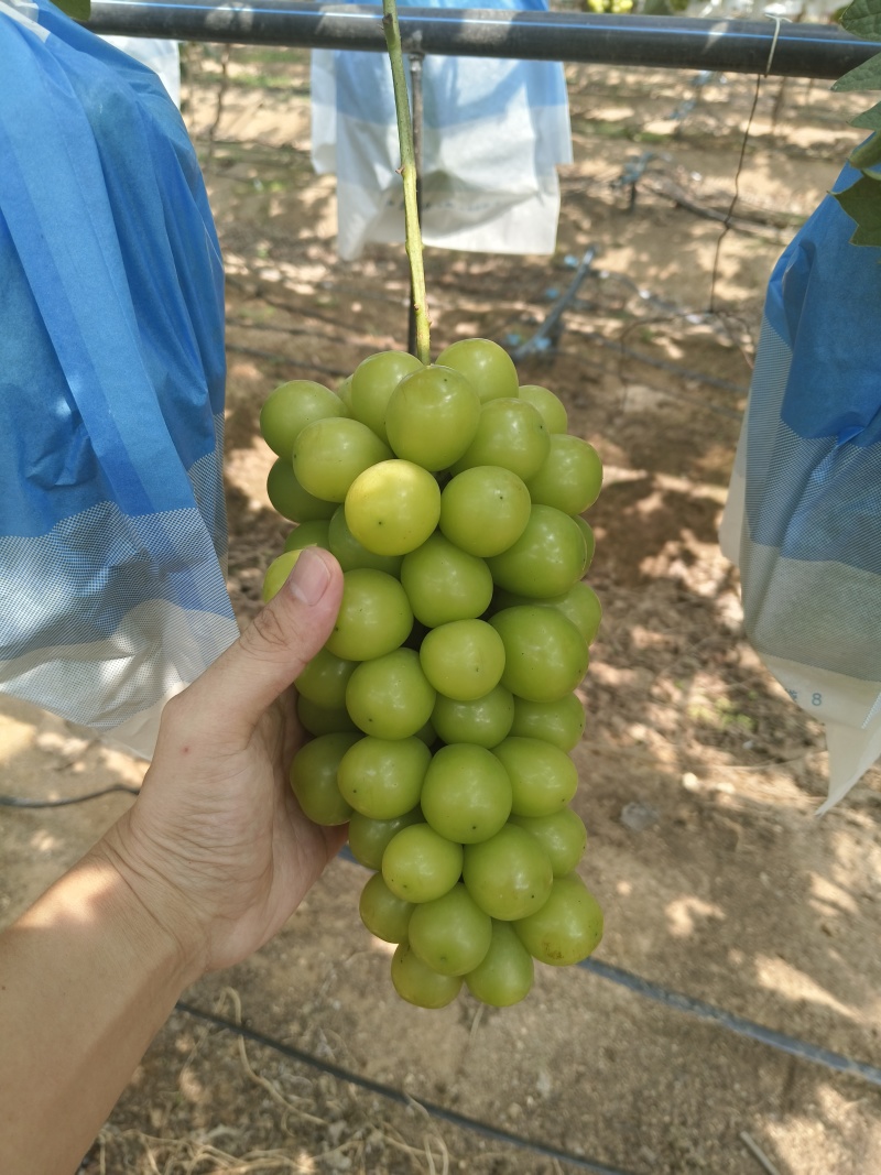 阳光玫瑰已成熟，欢迎新老朋友洽谈。