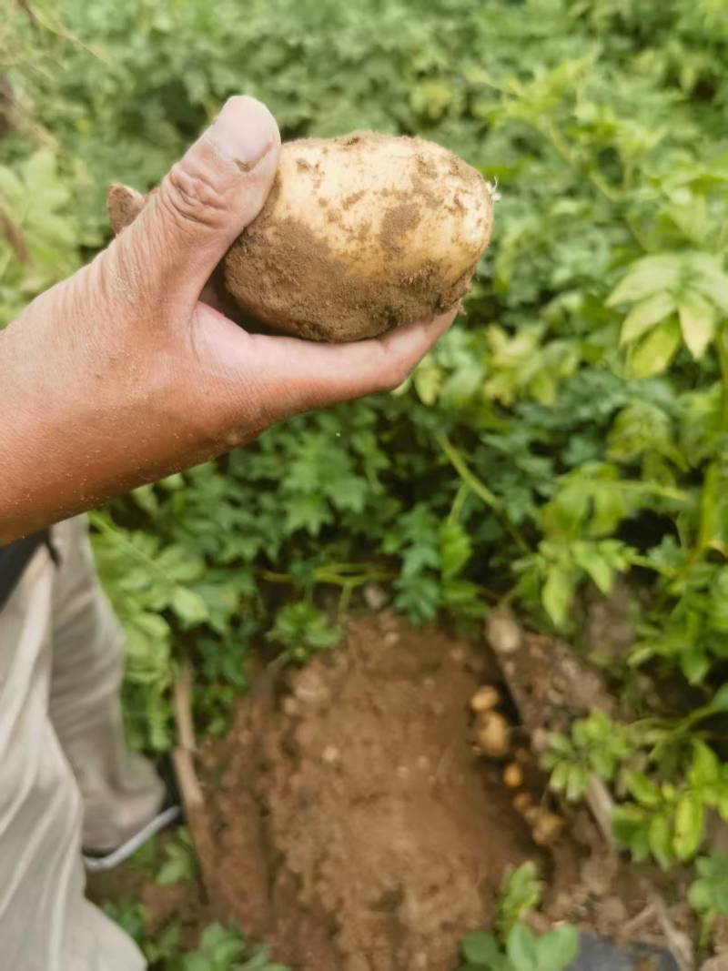 精品土豆货源充足量大从优产地供应一手货源欢迎咨询