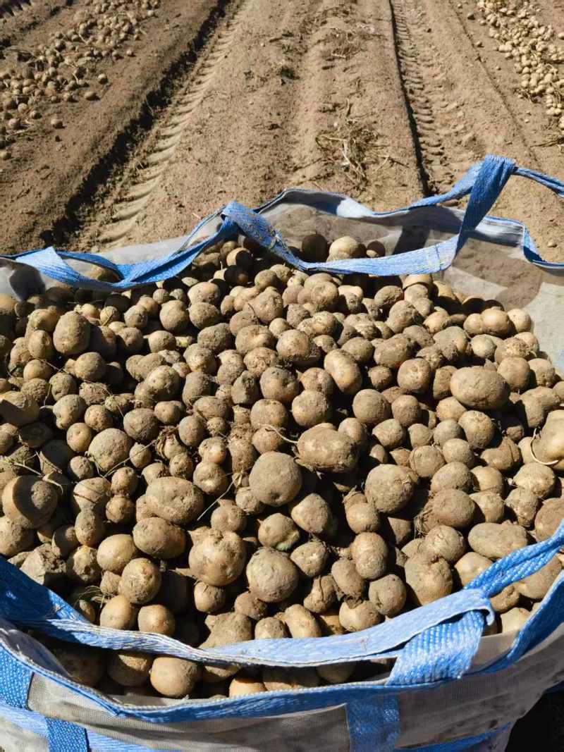 精品土豆货源充足量大从优产地供应一手货源欢迎咨询