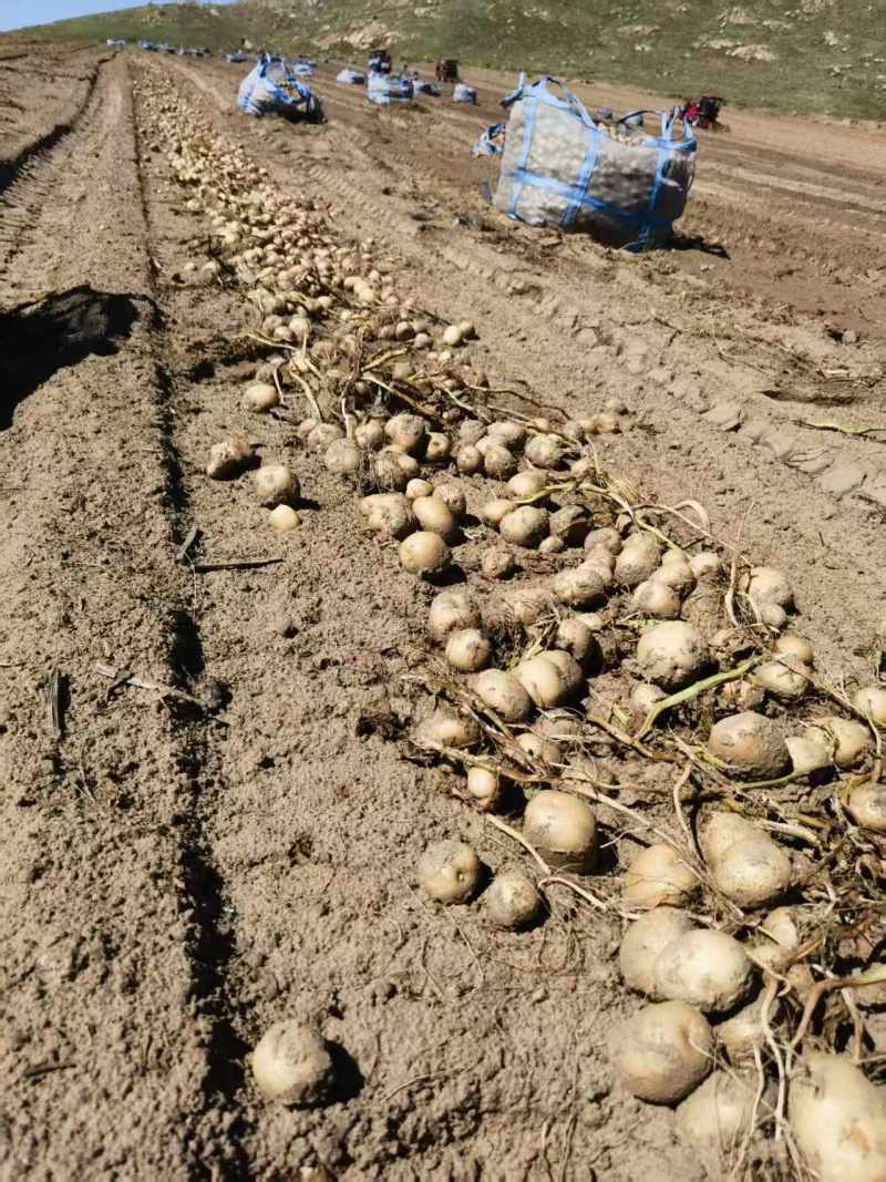 精品土豆货源充足量大从优产地供应一手货源欢迎咨询