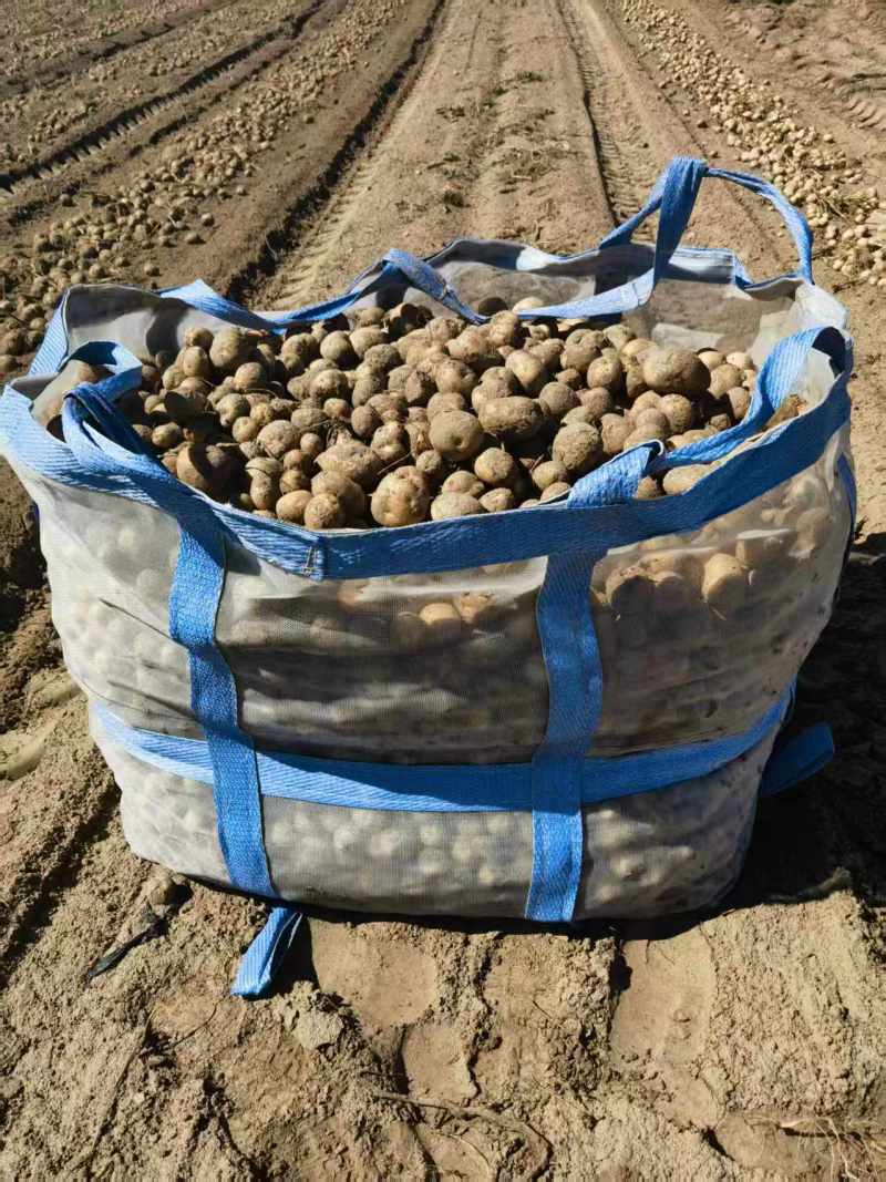 精品土豆货源充足量大从优产地供应一手货源欢迎咨询