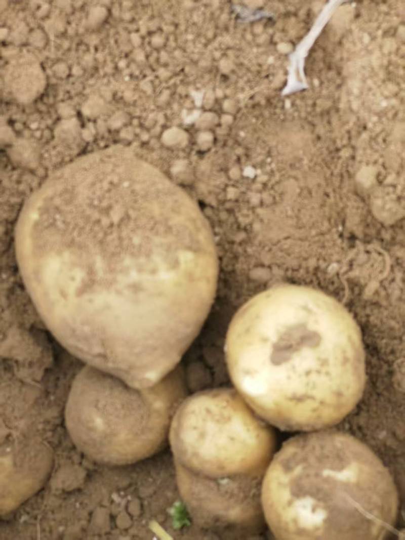精品土豆货源充足量大从优产地供应一手货源欢迎咨询