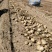 精品土豆货源充足量大从优产地供应一手货源欢迎咨询