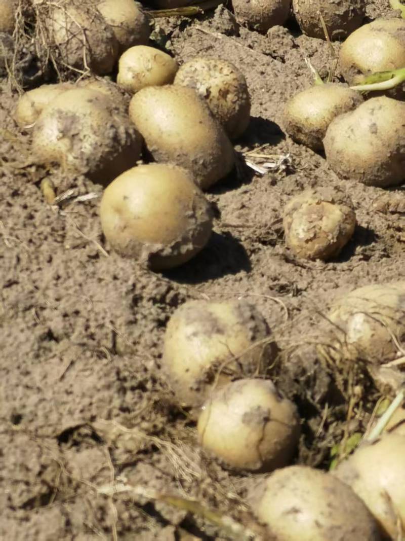 精品土豆货源充足量大从优产地供应一手货源欢迎咨询