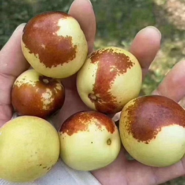 黄骅冬枣，货源充足。质量上乘