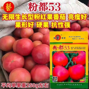 豫艺番茄种子粉都53西红柿种子大果高秧硬果番茄种籽耐低温