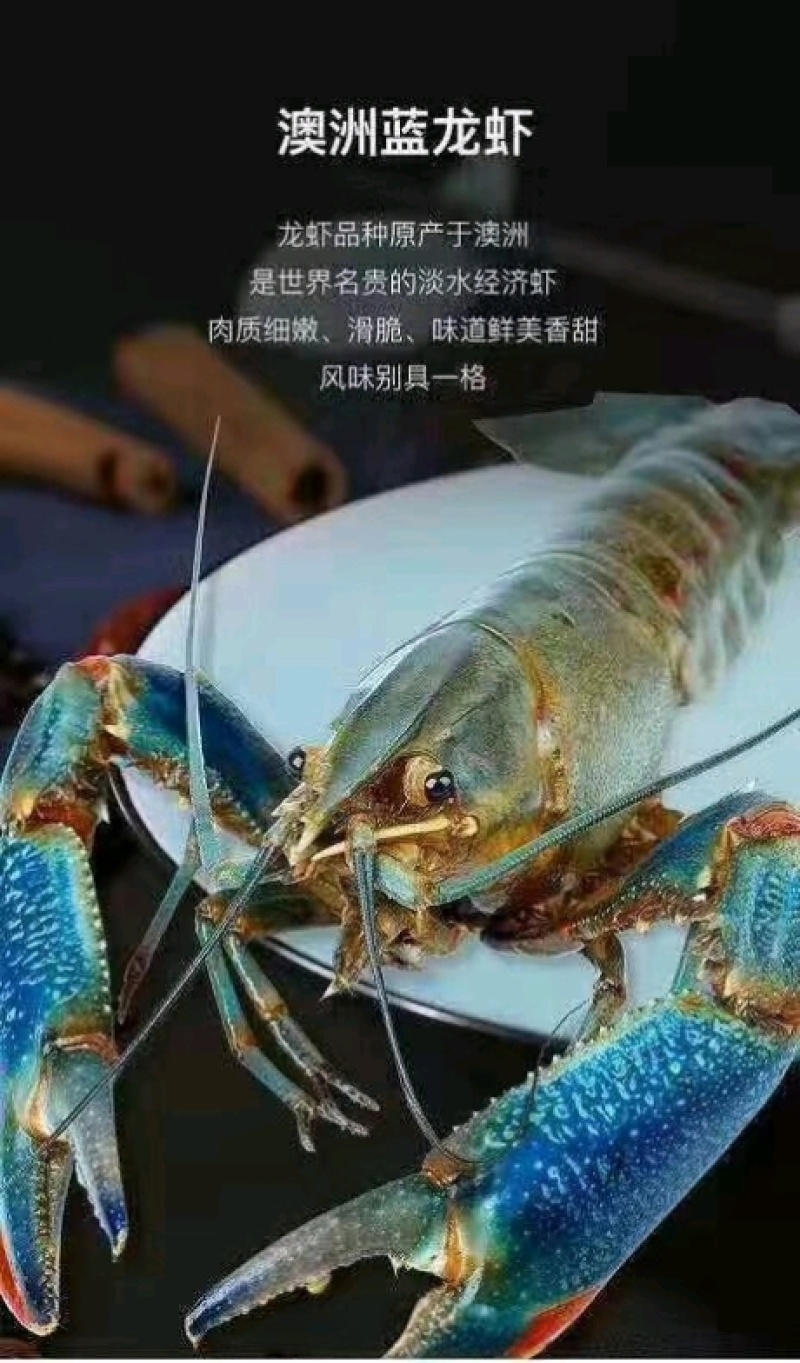 广东珠海澳洲淡水蓝龙虾