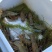 广东珠海澳洲淡水蓝龙虾