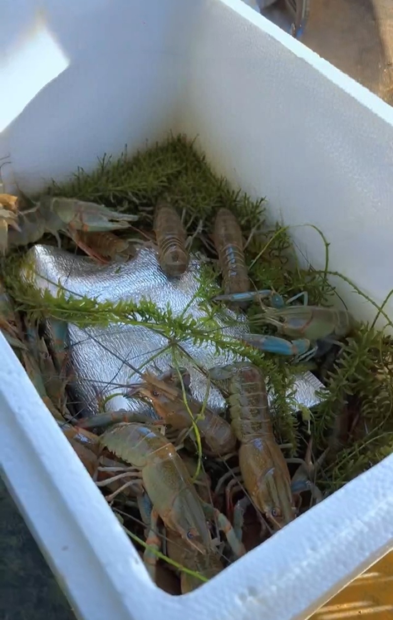 广东珠海澳洲淡水蓝龙虾