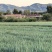 50亩大葱