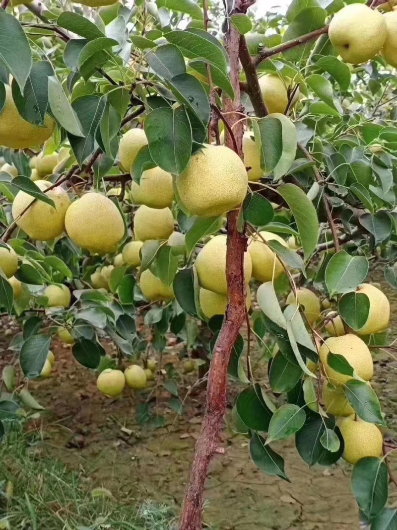 酥梨
