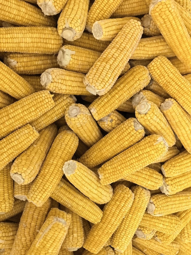 甜糯玉米