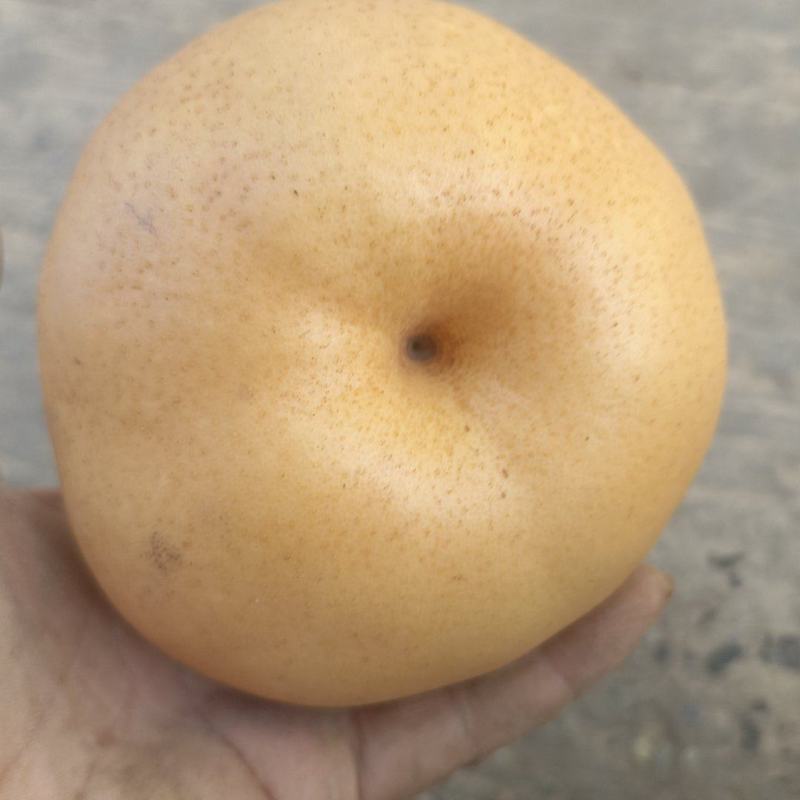 晚秋梨，河北邯郸晚秋梨，大量上市，欢迎选购，一手货源，