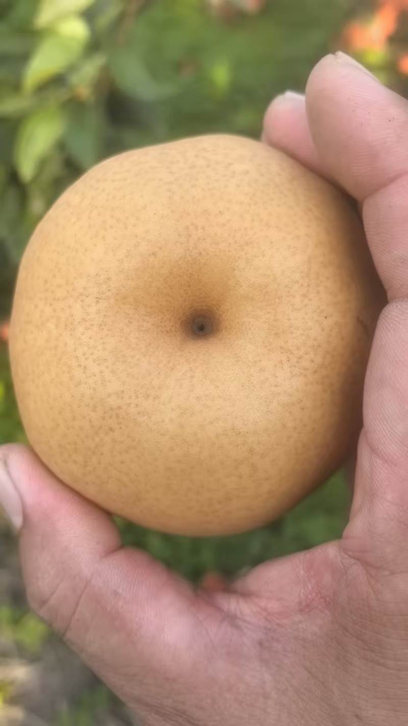 晚秋梨，河北邯郸晚秋梨，大量上市，欢迎选购，一手货源，