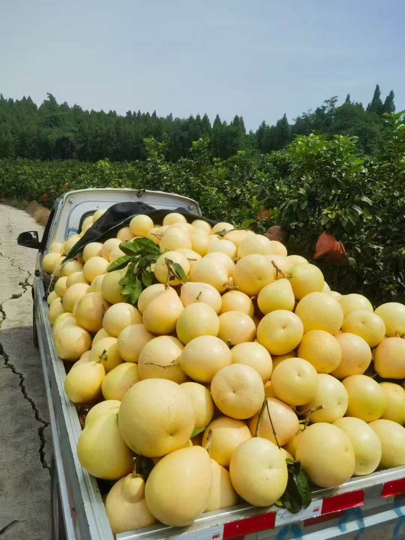 达州三红柚大量接车中欢迎全国客商前来视察