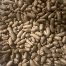 大个山药豆