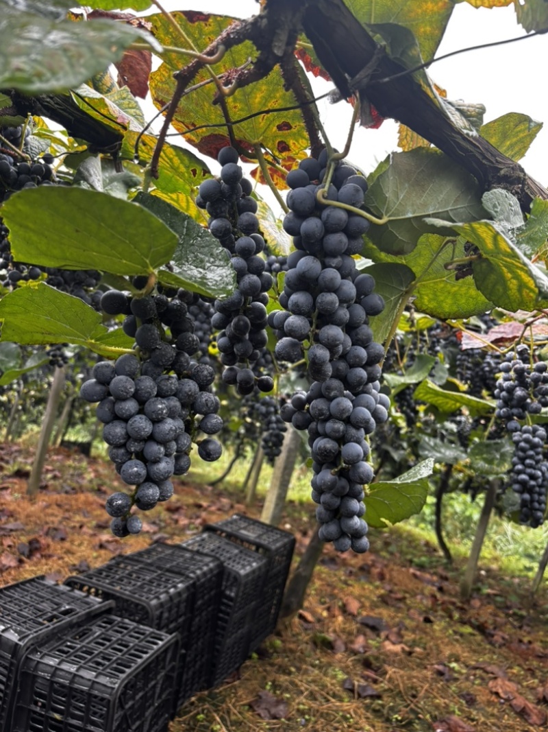 贵州铜仁高山刺葡萄种植基地20个糖分了酿酒**时期