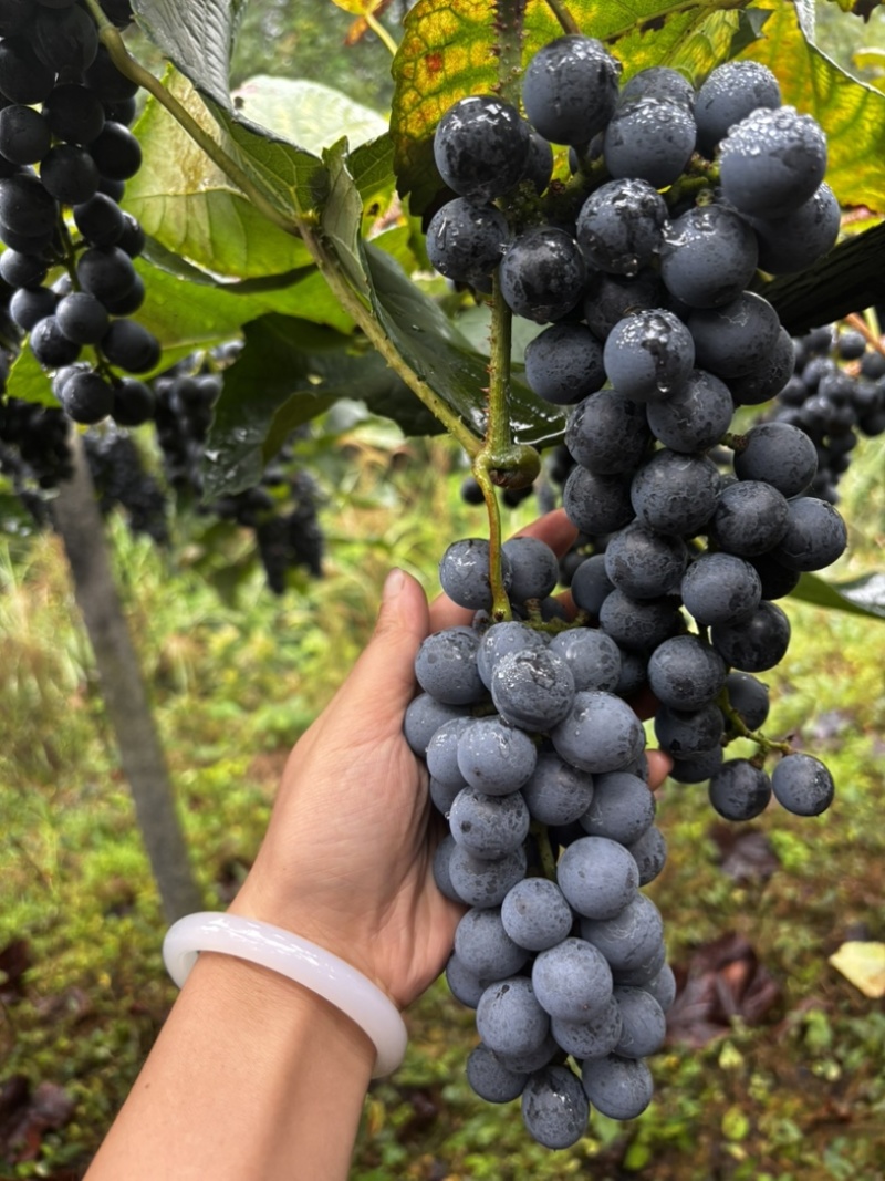贵州铜仁高山刺葡萄种植基地20个糖分了酿酒**时期
