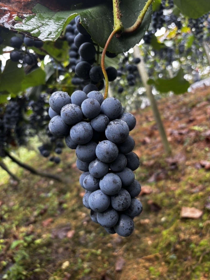 贵州铜仁高山刺葡萄种植基地20个糖分了酿酒**时期