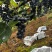 贵州铜仁高山刺葡萄种植基地20个糖分了酿酒**时期