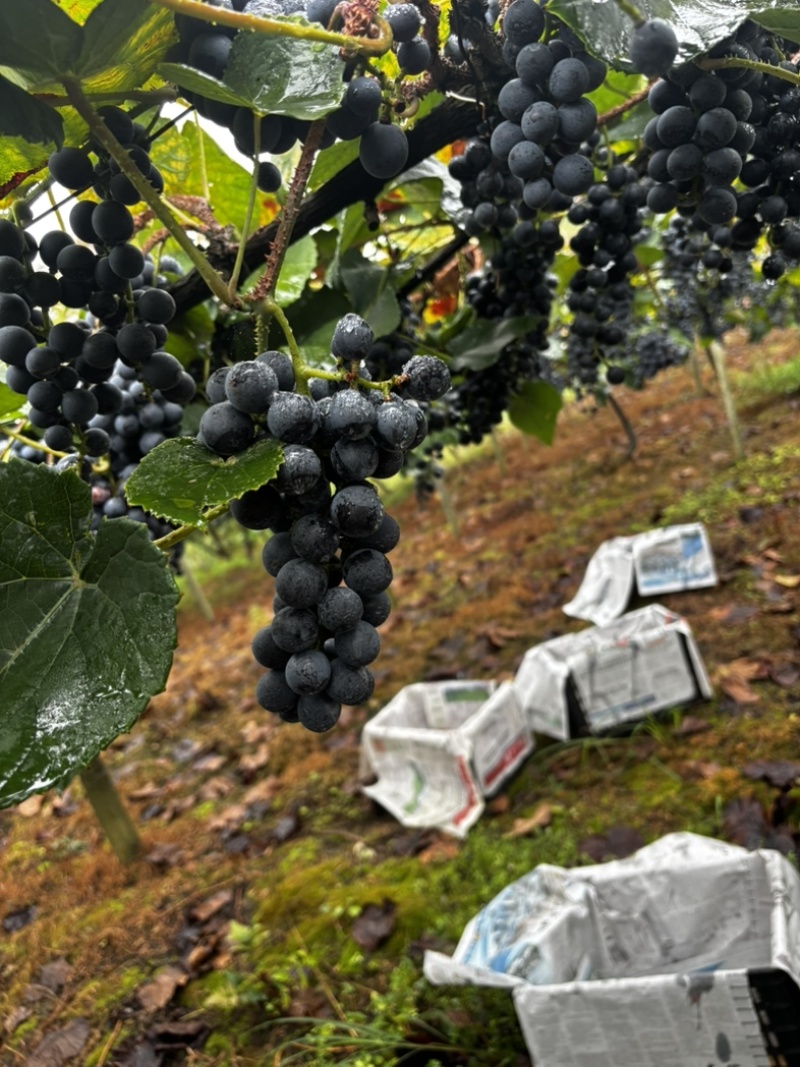 贵州铜仁高山刺葡萄种植基地20个糖分了酿酒**时期