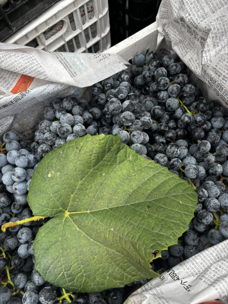 贵州铜仁高山刺葡萄种植基地20个糖分了酿酒**时期