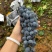 贵州铜仁高山刺葡萄种植基地20个糖分了酿酒**时期