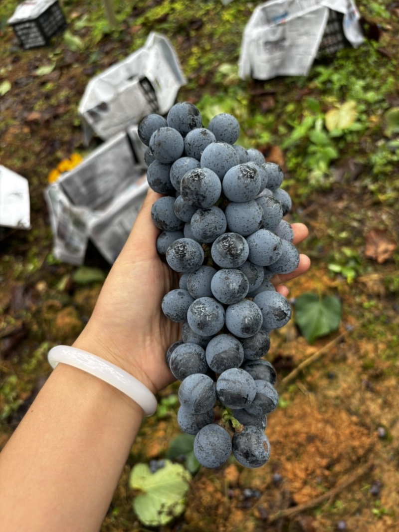 贵州铜仁高山刺葡萄种植基地20个糖分了酿酒**时期