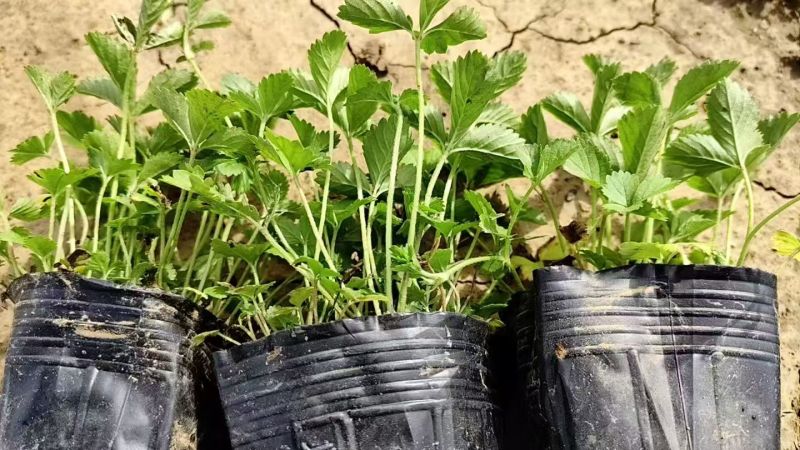 蛇莓