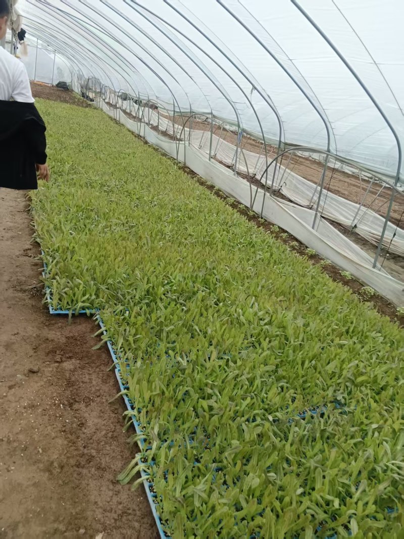 种苗莴苣苗大量现货，现可栽种欢迎新老客户咨询