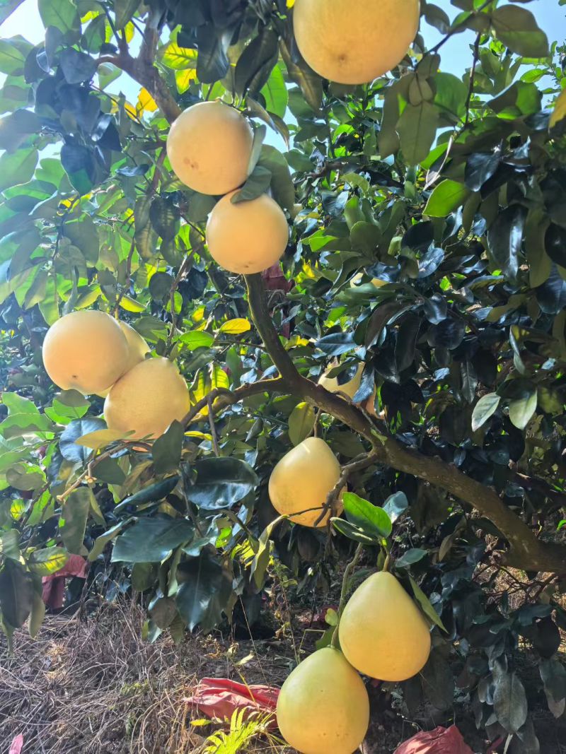 大埔三红蜜柚