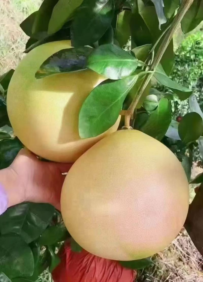 大埔三红蜜柚