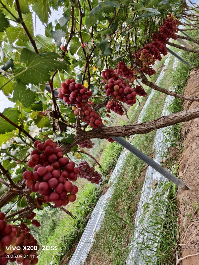 【山西葡萄】山西妮娜皇后/水果皇后/一级水果贵族精品妮娜