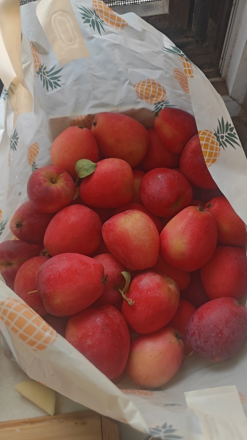 鸡心果