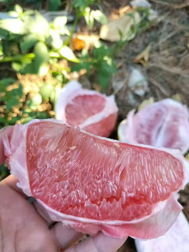 大埔三红蜜柚