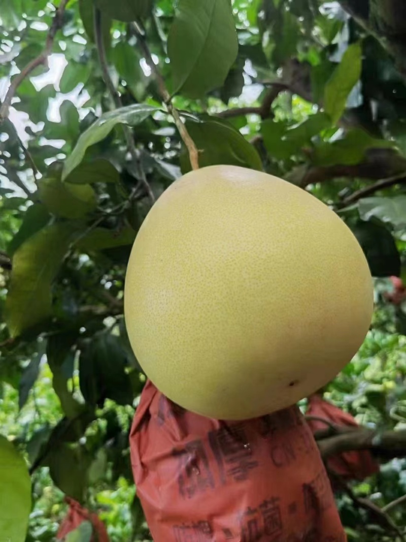 大埔三红蜜柚