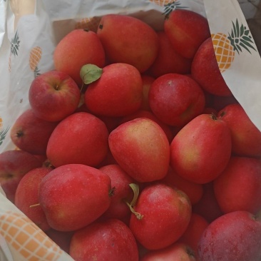 鸡心果