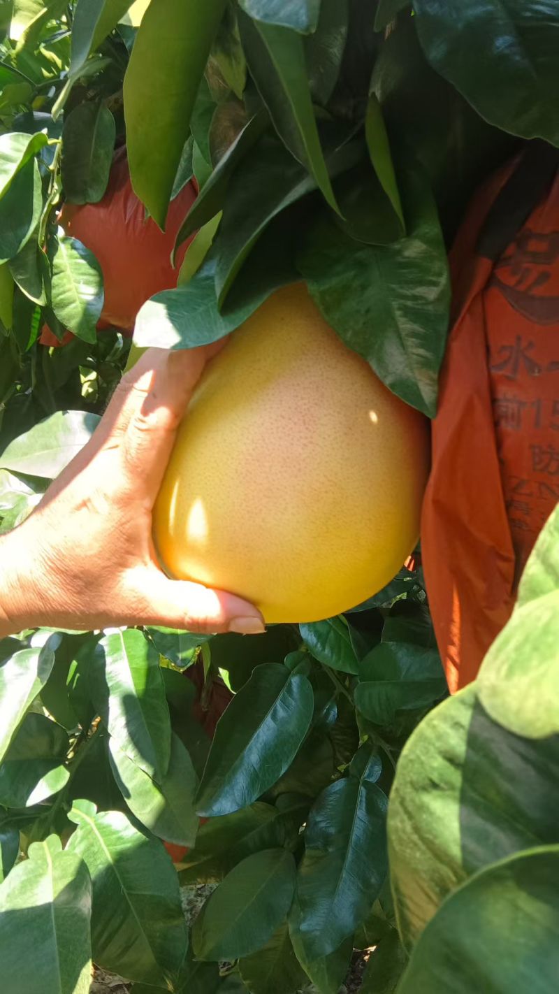 大埔三红蜜柚